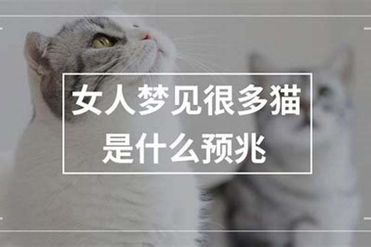 已婚女人梦见好多猫是什么预兆