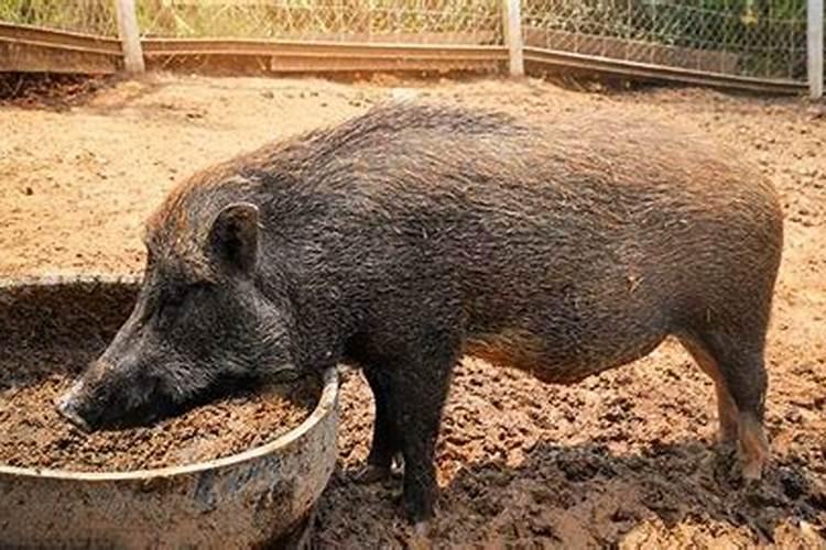 梦见三个大猪在吃食