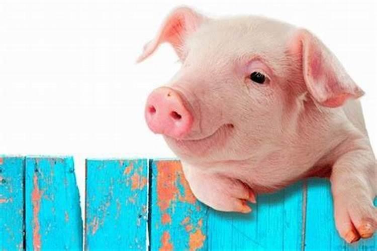 梦见打猪是什么预兆