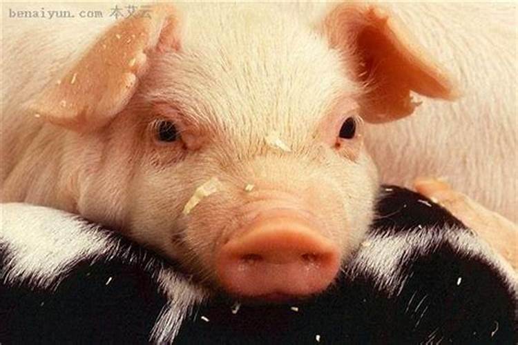 梦见生猪头肉是什么征兆