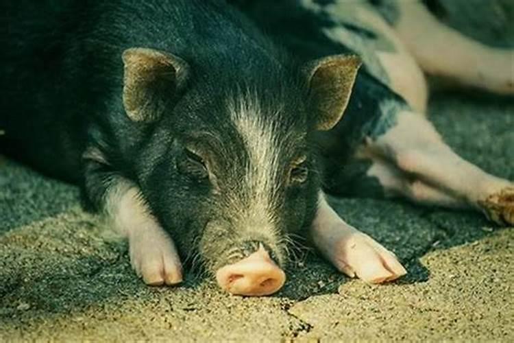 梦见很多猪头肉是什么征兆