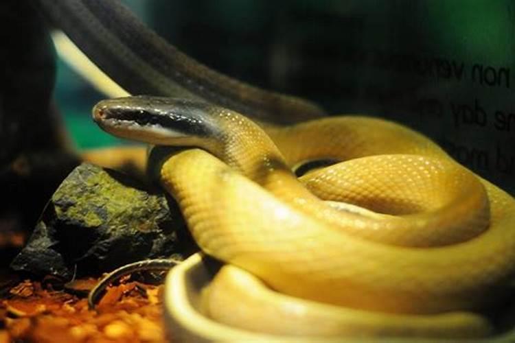 怀孕梦见黄色的蛇保护自己是什么意思?在自家遇到一条黄蛇好不好