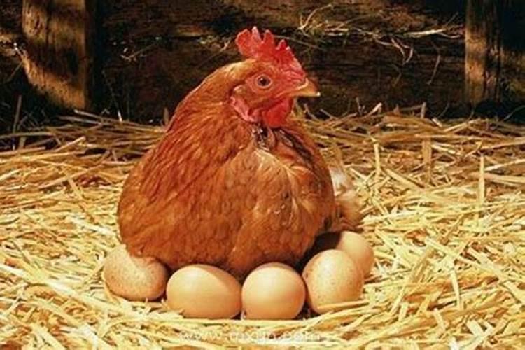 梦见母鸡下蛋什么意思梦见母鸡生小鸡