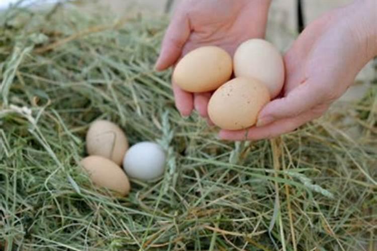 梦见捡鸡蛋和鹅蛋是什么意思