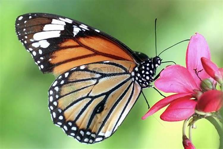 蝴蝶代表什么生肖动物意思