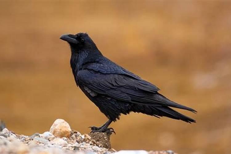 梦见黑色的鸟是什么意思