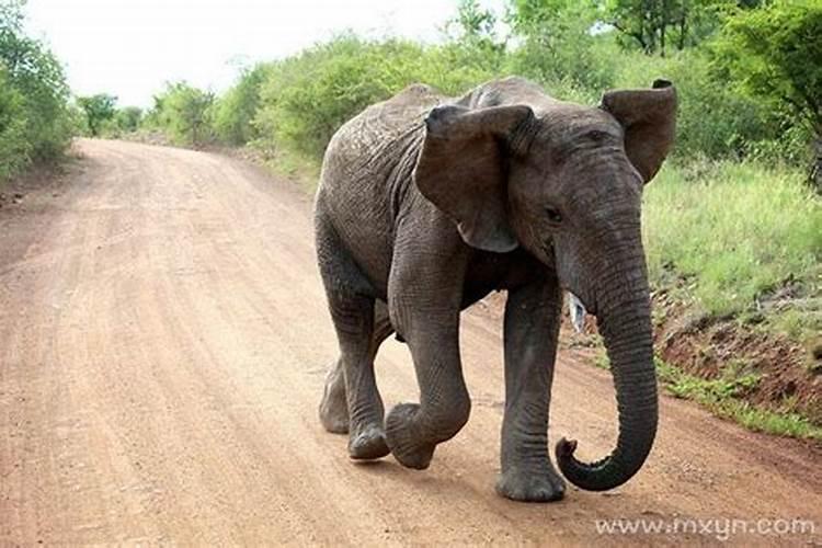 梦见大象在追自己是什么意思