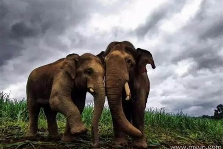 梦见大象是什么预兆胎梦
