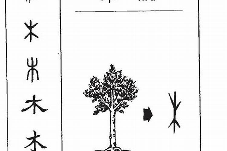 什么字五行属性是木