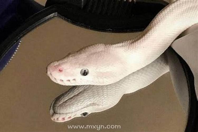 胎梦梦到一条白蛇寓意是什么