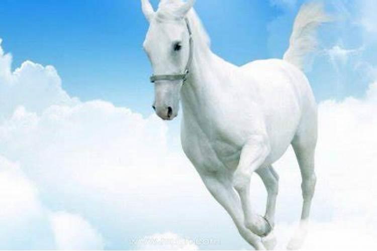 梦到白马是什么意思