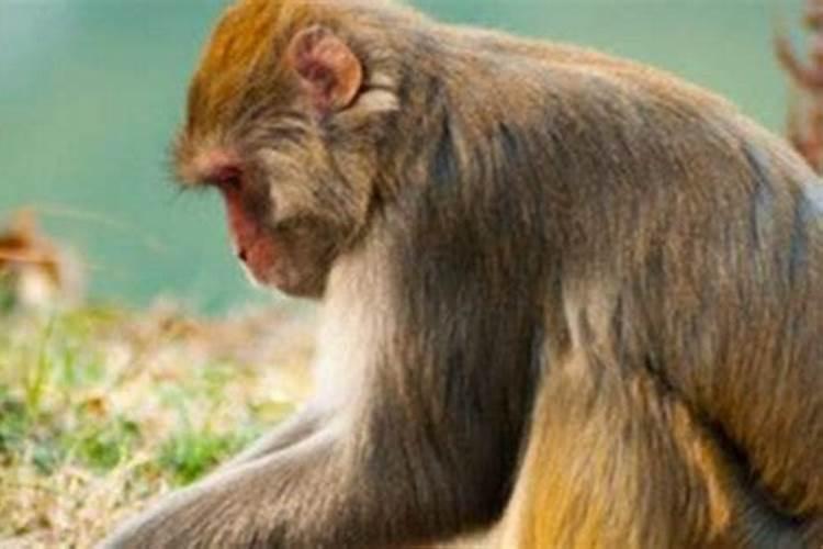80年属猴子的是什么命
