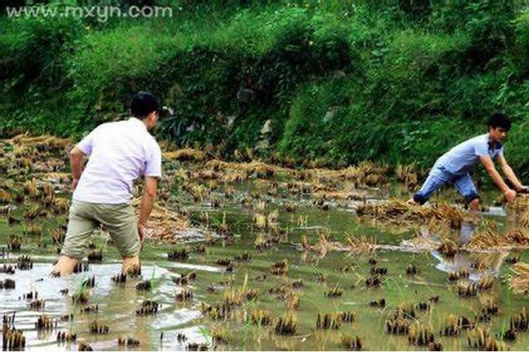 梦见在水沟里抓鱼是什么征兆