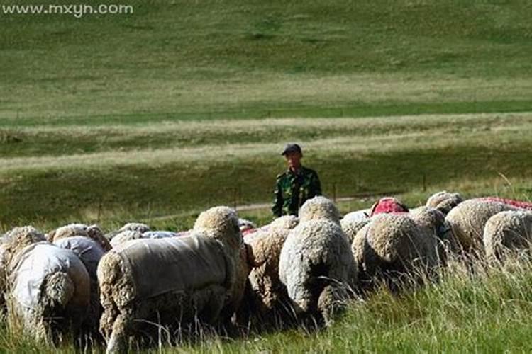梦见放羊啥意思周公解梦