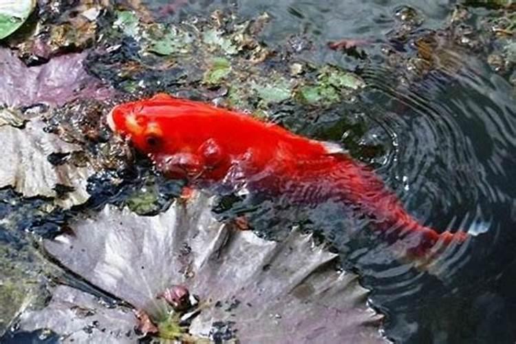 梦见很多大红鱼游在水面.还看见水下有一只手.啥意思