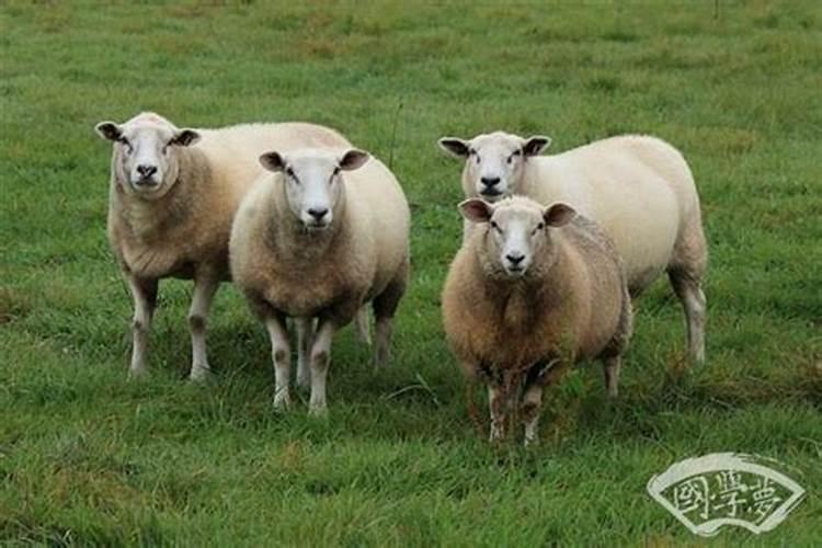 1967年的羊是什么命五行属什么