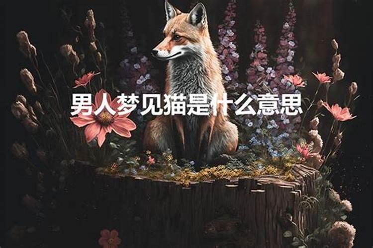 男人梦见猫什么意思