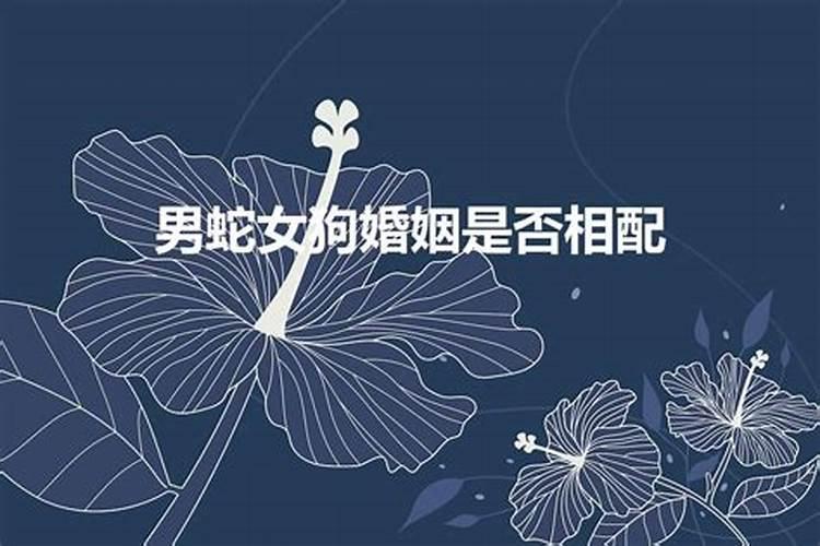 蛇与狗属相婚配可以吗