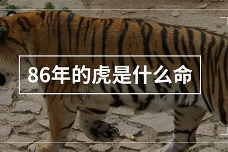 1986年的属虎的是什么命？