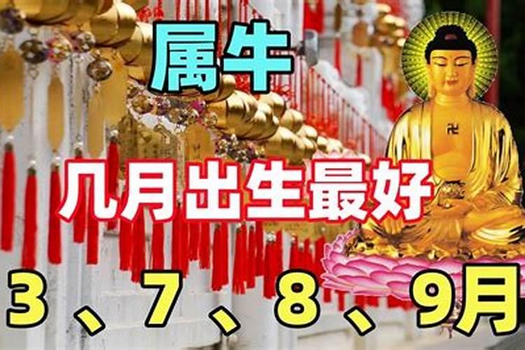 属牛9月出生好吗