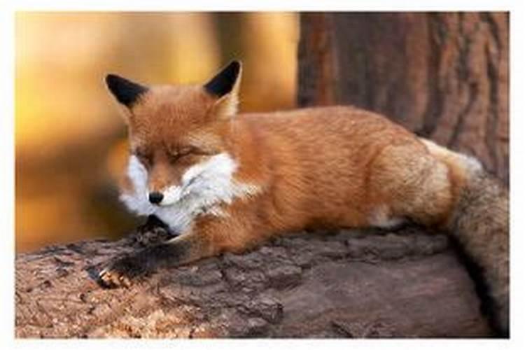 狐狸代表什么生肖求作业