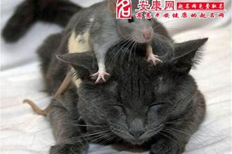 梦到大耗子长得和猫大