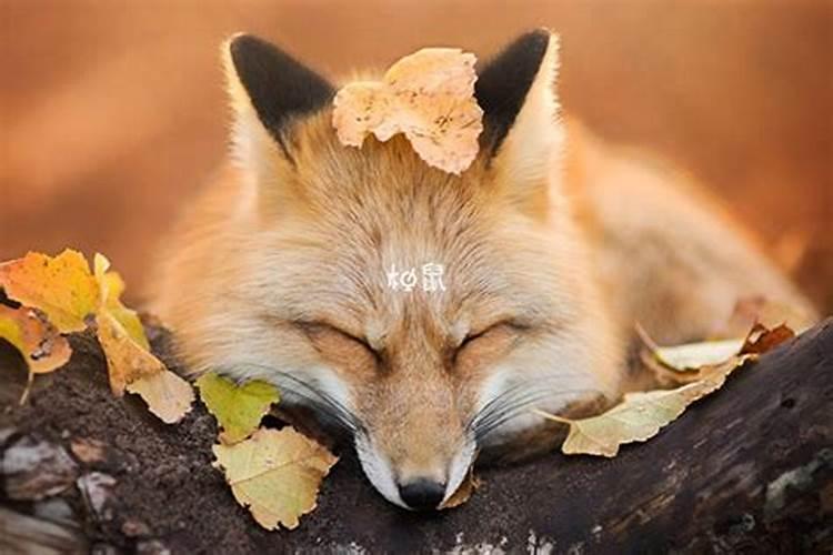 胎梦梦见狐狸生什么