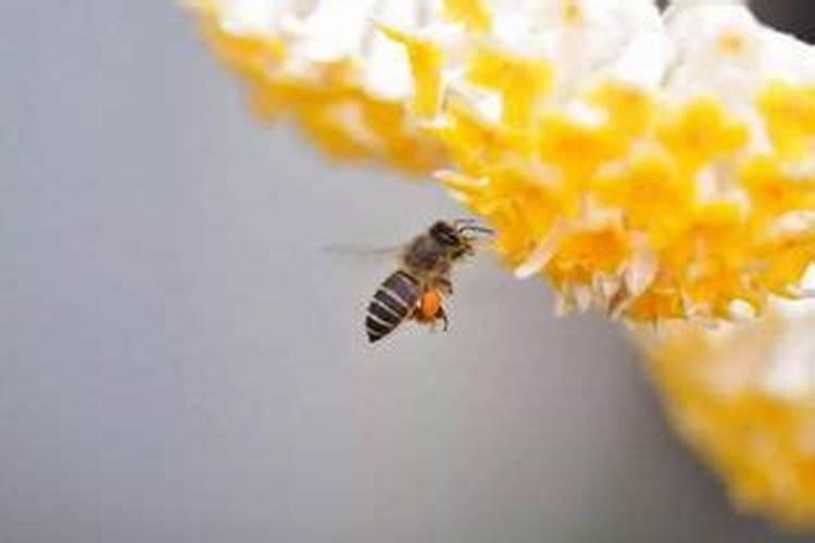 梦见蜜蜂有什么预兆