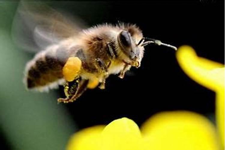 梦见一群蜜蜂是什么预兆