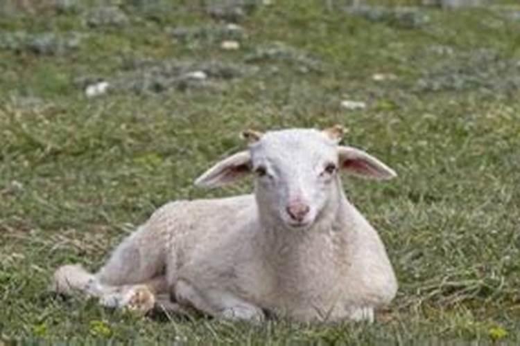 女的梦见羊是什么意思