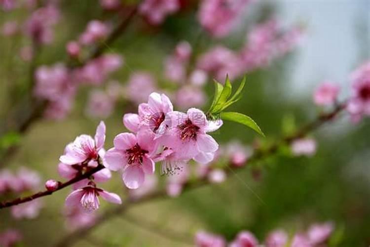 春天桃花是什么生肖