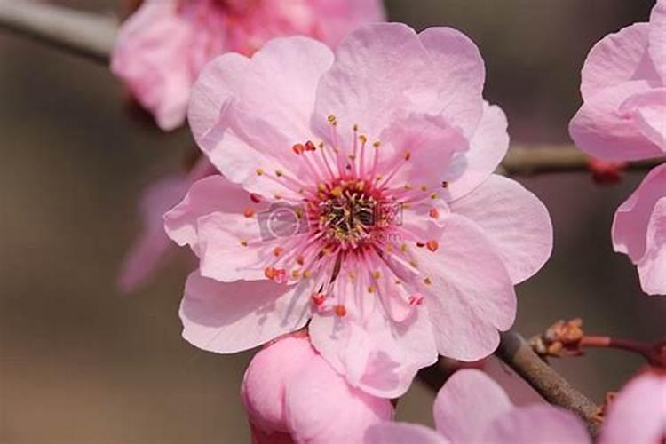 春天到来桃花开是指什么生肖